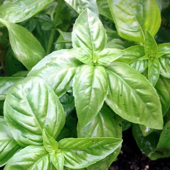 Organic Basil Herb Garden Seeds - Italian Large Leaf - 1 Gram Packet: Approx 600 Seeds - Non-GMO Culinary Herb Gardening, Microgreens