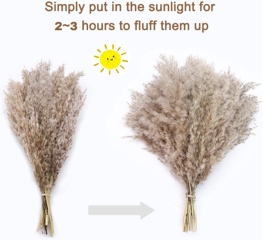 20 Pcs Dried Small Pampas Grass Decor Natural Phragmites Real Wedding Flower Bunch
