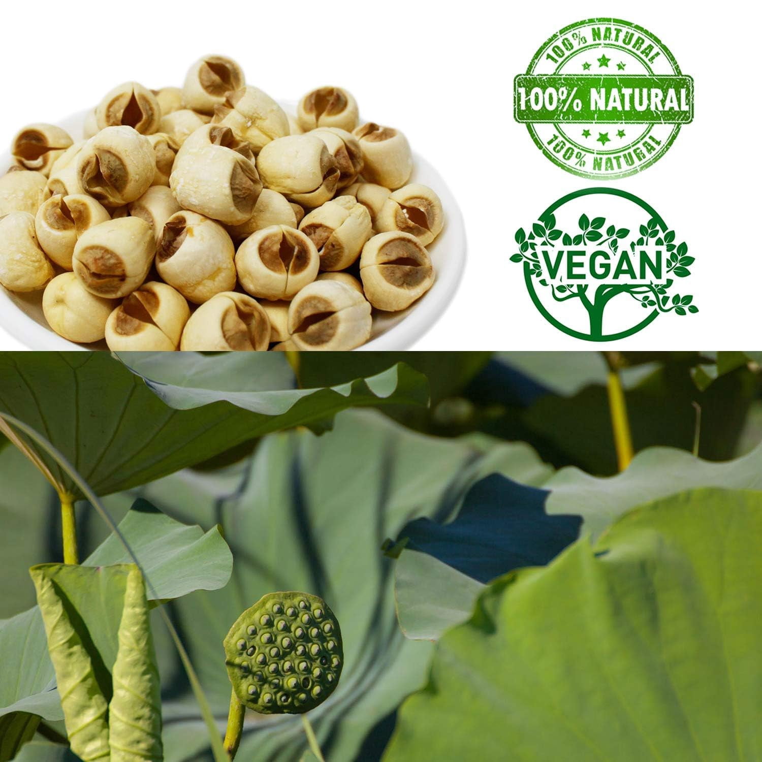 Natural 2LB Dried Lotus Seeds Dried White Lotus Seeds Lian ZI, Rich In Methionine for Health Herbal Tea Cooking Porridge and Soup Raw Material