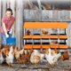 thumbnail image 3 of 10 - hole metal chicken nesting boxes para egg - laying chickens: 2 mounting options, roll - away egg design, grande ventilation holes, easy to clean, 3 of 5