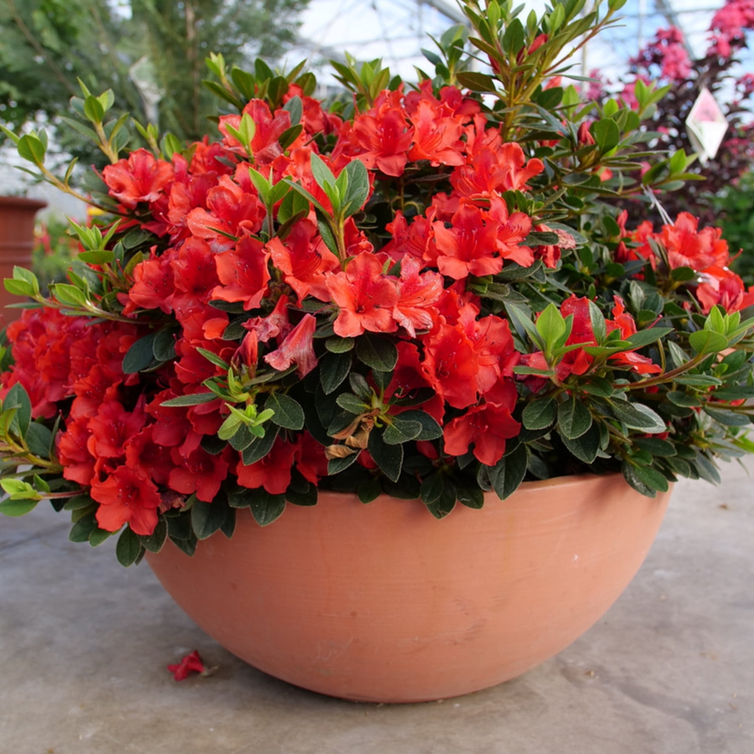 Proven Winners ColorChoice 5" Perfecto Mundo Orange Reblooming Azalea Live Plant in 4.5" Pot (4 Count)