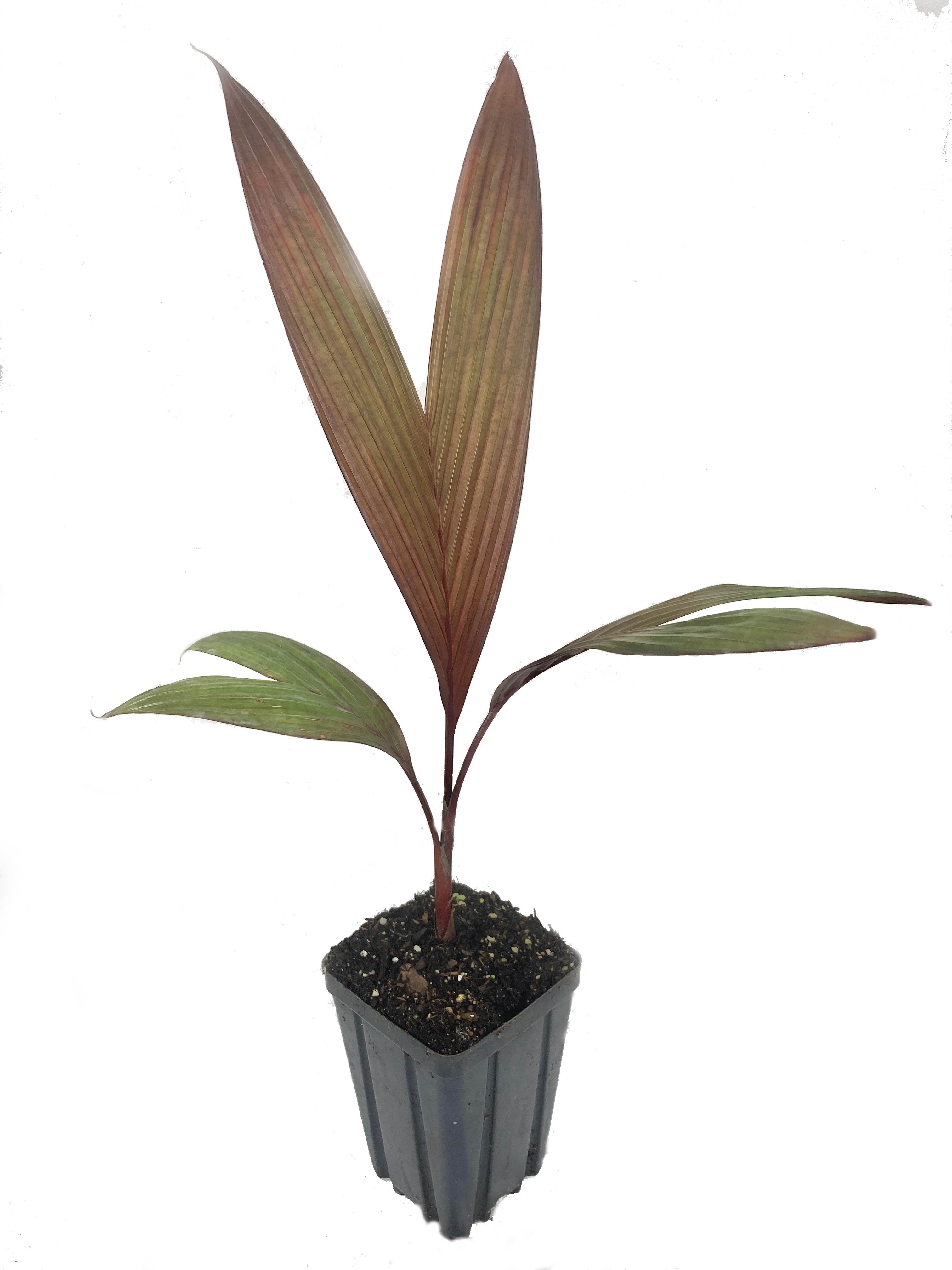 Maroon Crownshaft Palm Tree Live Plant in a 4 inch Pot Areca