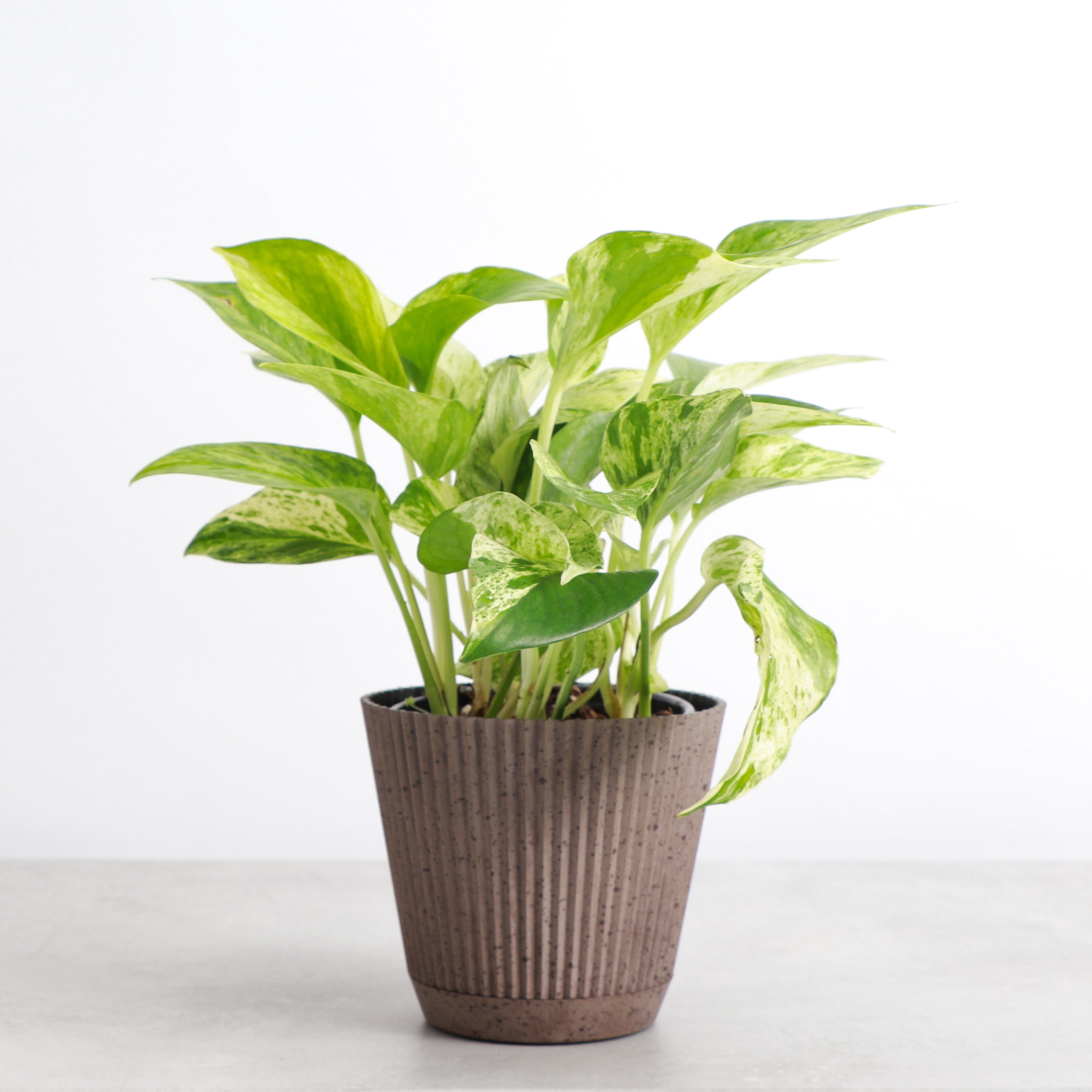 Live Marble Queen Pothos Plant - Variegated Foliage - 4" Decorative Pot Cover - Thorsen's Greenhouse