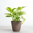 thumbnail image 3 of Live Marble Queen Pothos Plant - Variegated Foliage - 4" Decorative Pot Cover - Thorsen's Greenhouse, 3 of 5
