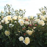 Heirloom Roses - Irish Hope™ English Legend Yellow Rose Bush - Flowers For Garden