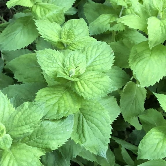 Mint, Apple Plant, (Mentha suavolens) 2.5 inch pot