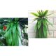 thumbnail image 1 of 2 Uds, Artificial , de , Ratán , Colgante para Decoración de Deshierbe hogar, 95cm perfecl Ratán persa artificial, 1 of 8