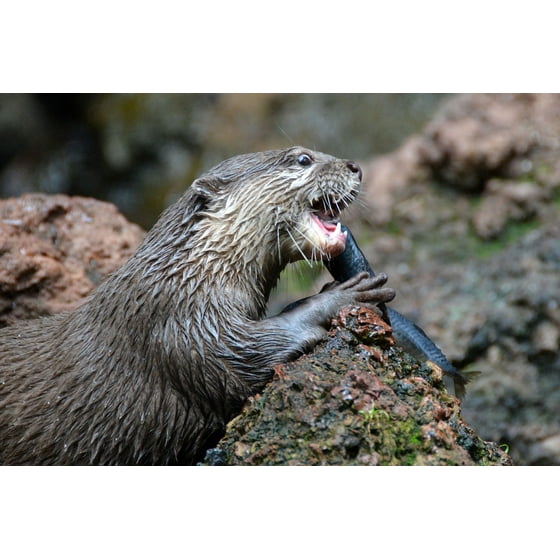 Framed Art For Your Wall Animals Eat Zoo Otter 10x13 Frame