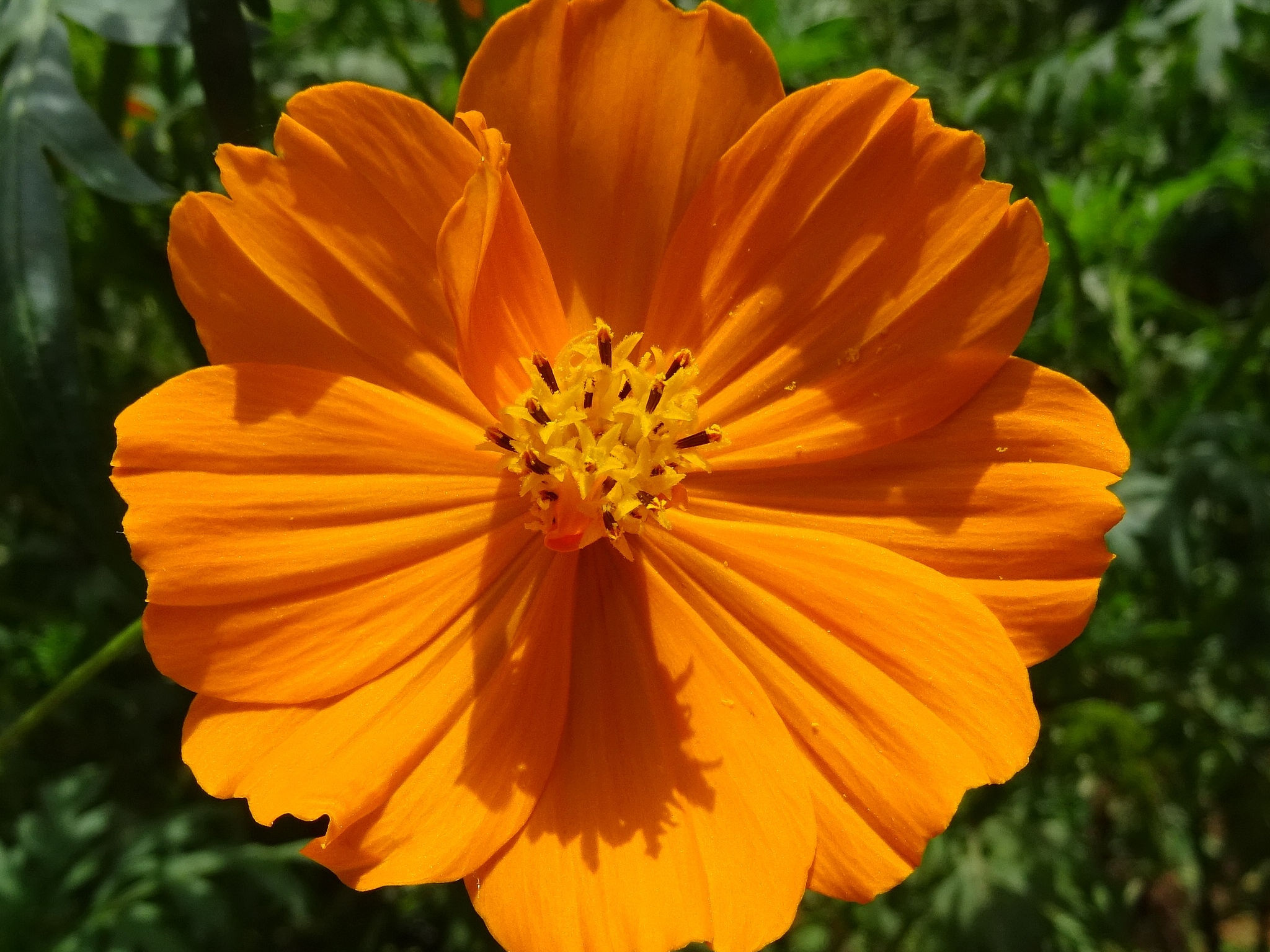 SEEDS = = = 40 SeedsCosmos Sulphur Orange Drought Tolerant Annual