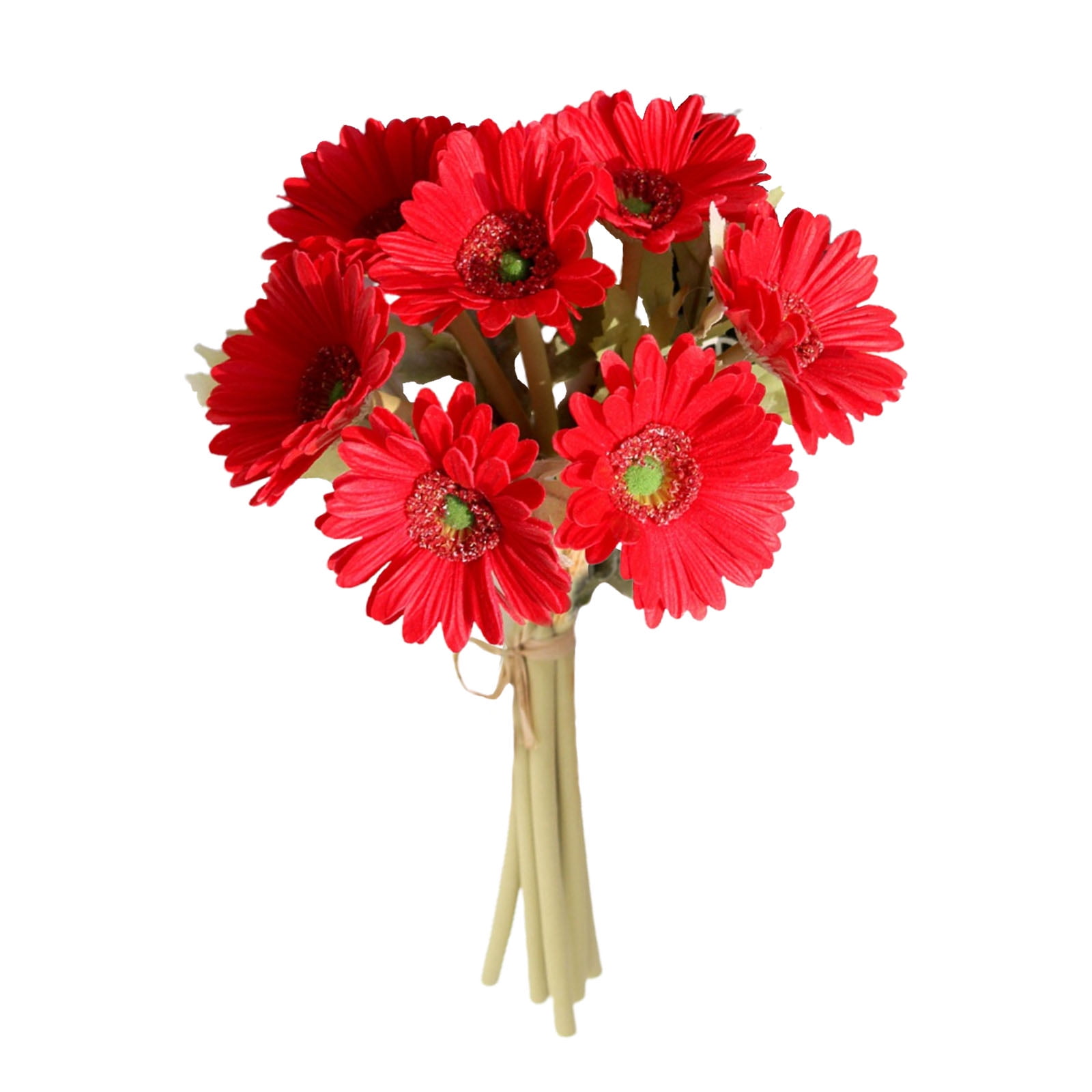 Gerbera Daisy
