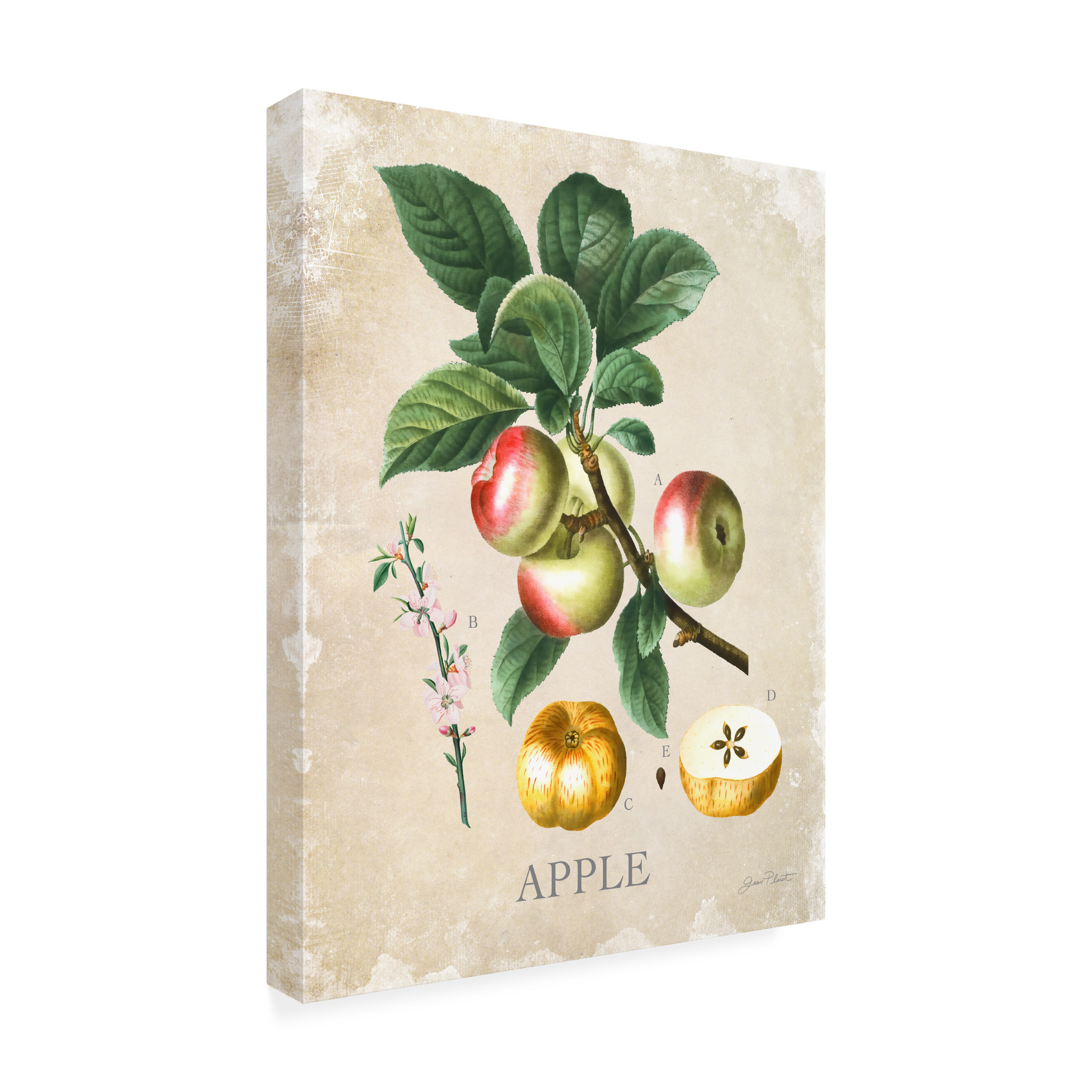 Canvas Wall Art - Jean Plout 'Luscious Fruit Study D' Wall Art for Living Room, Bedroom, or Office DÃ©cor by Trademark Fine Art - 14 x 19 Inches