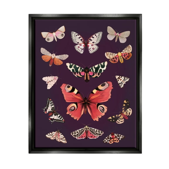 Stupell Industries Vintage Wildlife Moths Animals & Insects Painting Black Floater Framed Art Print Wall Art, 17 x 21