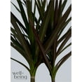 thumbnail image 4 of Nature's Way Farms Dracaena Marginata Magenta Live Plant (8-15 inches tall) in growers pot, 4 of 5