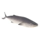 thumbnail image 1 of Ornamento Artificial Simudo Pescados Para Acuario Decortion Saurio Artificial Realista, 1 of 7
