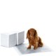 thumbnail image 1 of Amazon Basics Alfombrillas para orinar para perros y cachorros con dise&ntilde;o a prueba de fugas de 5 capas y superficie superabsorbente para ense&ntilde;ar a orinar, tama&ntilde;o norma, 1 of 4