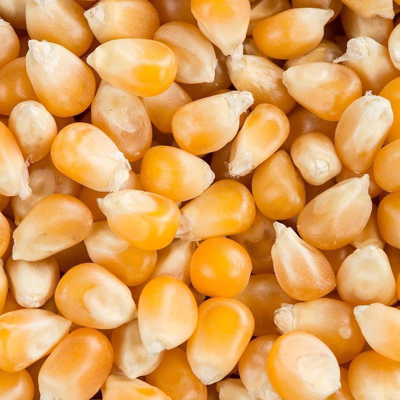 Yoder's Traditional Large Yellow Kernel Popcorn USA Grown 6 Pound Bag