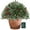 1pcs - a, variant on 2 Pack Ideaplaned Pre-lit Feel-Real Artificial Christmas Tree Urn Filler – Weatherproof with Lights & Tripod Stake, Holiday Decor for Entryways & Patios