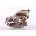 thumbnail image 4 of Escultura de calavera de animal, estatua de calavera con cabeza de lobo, modelo de calavera, artesanía de resina, decoración retro para el hogar, regalo, 4 of 5