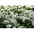 thumbnail image 2 of Seedville 5 White Rose/ Bridal Rose Flower Seed, 2 of 10
