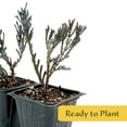 thumbnail image 4 of 4 Bar Harbor Juniper – Low-Growing Evergreen Conifer Groundcover Shrub with Purple Winter Color for Hedges & Borders (Juniperus horizontalis ‘Bar Harbor’) in 3.5″ Cubes, Live Plants, 4 of 8