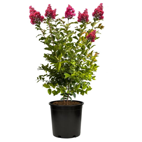 Expert Gardener Tuscarora Crape Myrtle Live Tree in 2.25-Gallon Grower Pot