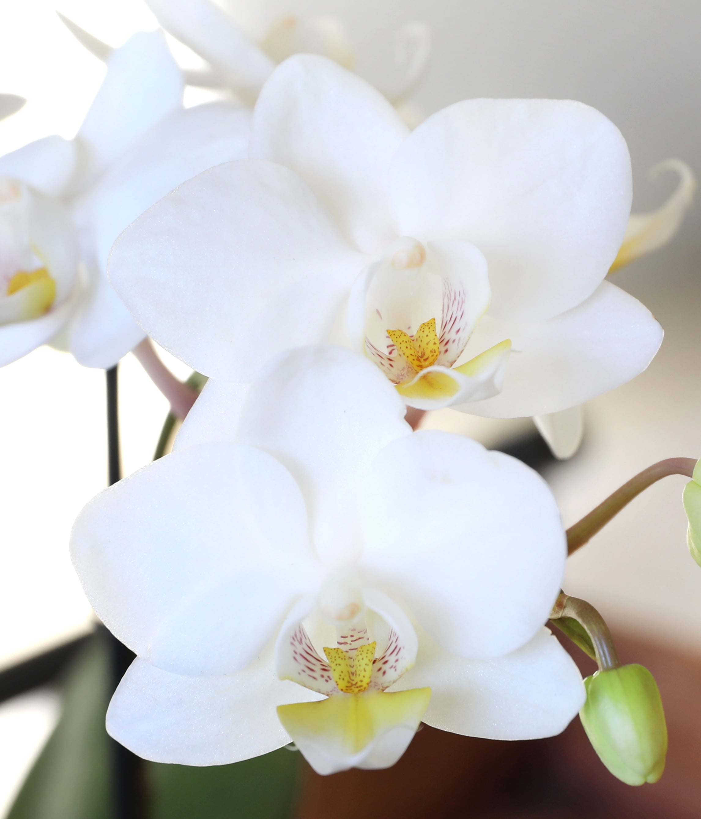 White & Yellow Orchid Duo in Luxurious #10 Gold Jan Ceramic with Preserved Eucalyptus & ‘I Love You’ Pick