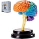 thumbnail image 1 of Kit de Modelo Órgano Cerebral Humano Educativo Científico con Simulación AR y Animación 3D Basada en Aplicación para Ensamblaje Aprendizaje Cognitivo Incluye Cerebro Simul 9 Piezas Base del Póster, 1 of 3