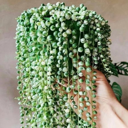 Variegated String Of Pearls Live Plant, In Pot, Trailing Succulent Plant, Hanging Vine Live Indoor Houseplant