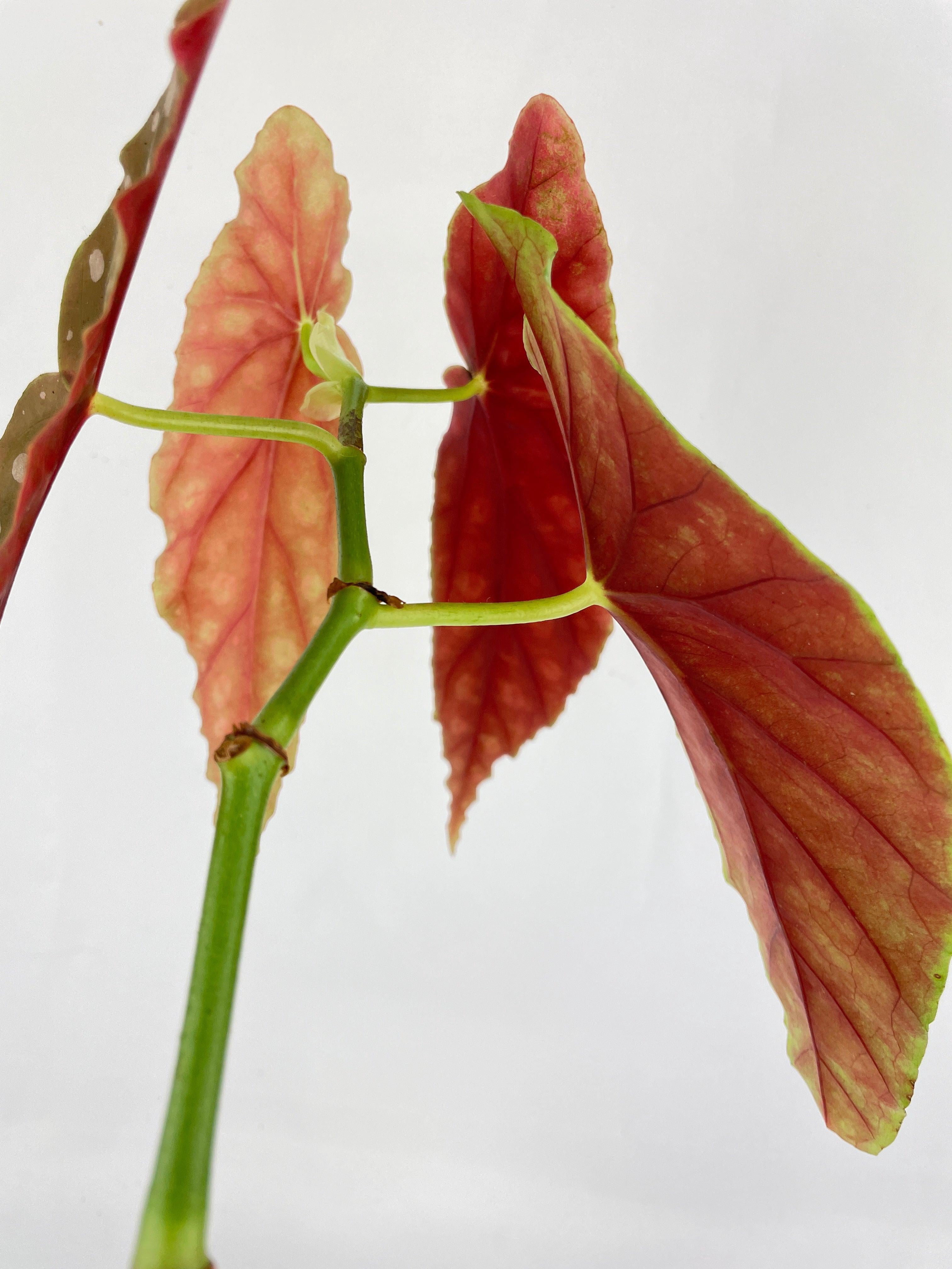 Bumble Plants Begonia Maculata - Full Live Colorful Houseplant in Nursery Pot, Easy Care, Indoor Plant for Beginners
