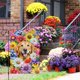 thumbnail image 2 of Bandera de jardín de perro Golden Retriever de bienvenida a la primavera, 30 x 45 cm, doble cara, de arpillera, con margaritas pequeñas, pensamientos y flores, ideal para jardín, patio, casa,, 2 of 6
