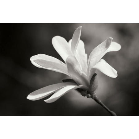 Magnolia Dreams II Best Modern Black White Quality Flower Iris Amazing Sun Lily Poster