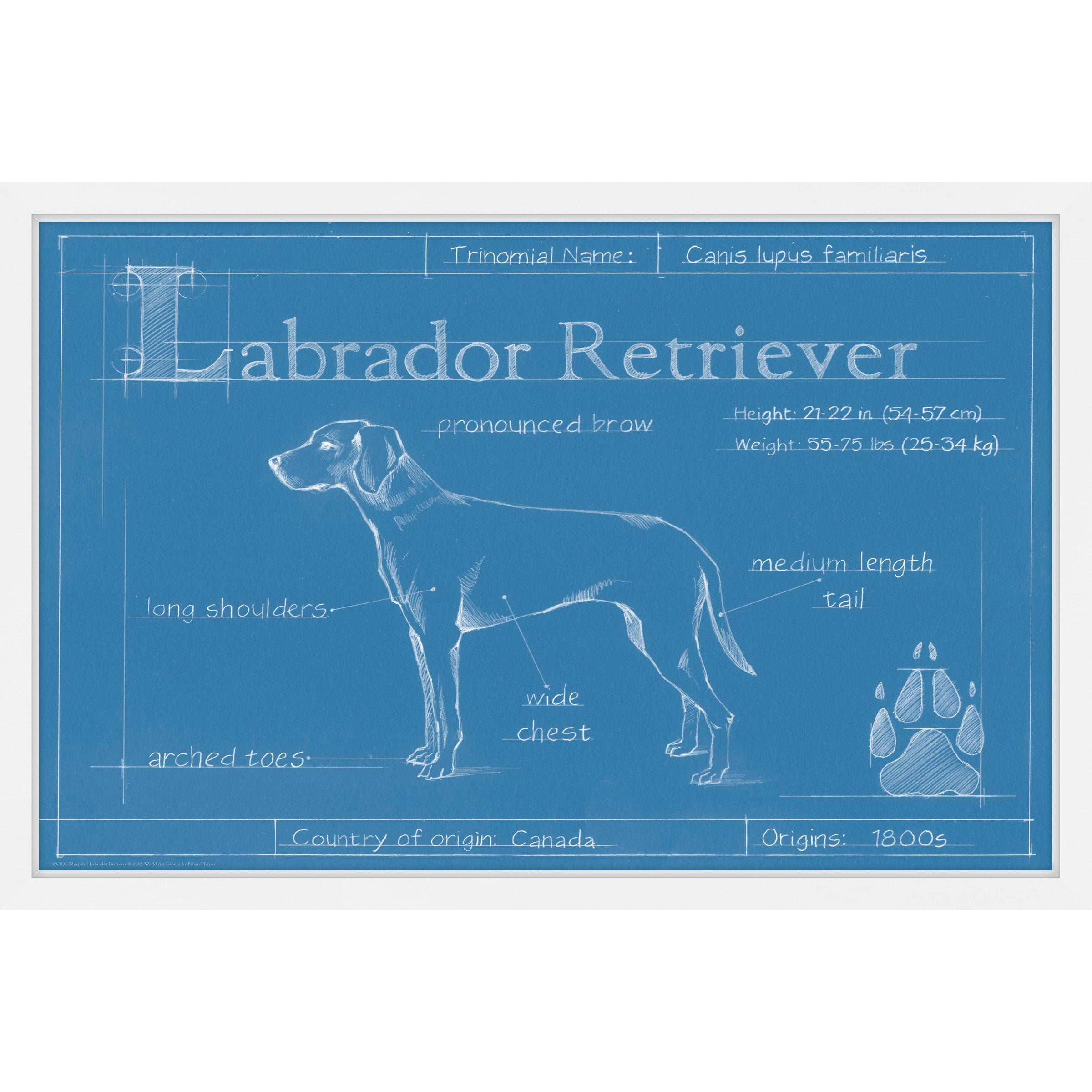 Marmont Hill "Blueprint Labrador Retriever" Framed Painting Print