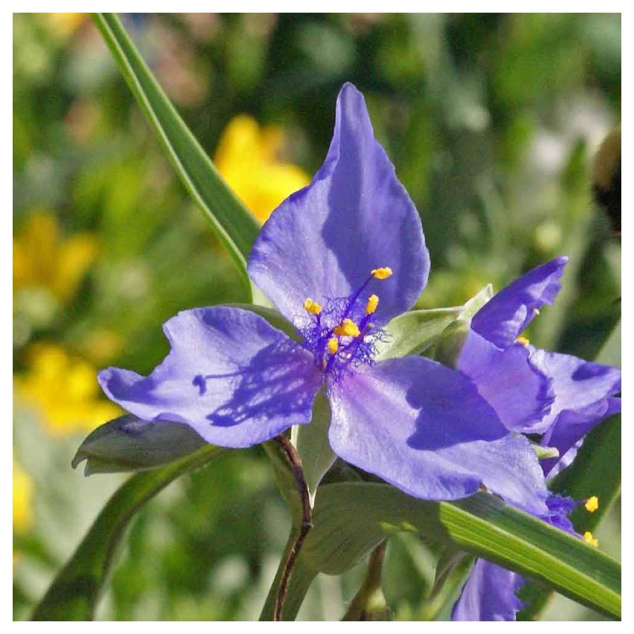 Everwilde Farms - 1 oz Western Spiderwort Native Wildflower Seeds - Gold Vault Bulk Seed Packet