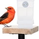 thumbnail image 4 of 2 unids Alimentador Automático Alimentador Pájaro Alimentación Contenedor Pájaro Caja de alimentación de loros creativos, 4 of 5