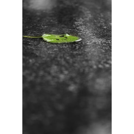 Leaf Spring Traction Bars - Laminated Poster Water Weather Leaf Spring Green Leaves Rain Green Poster Print 24 x 36