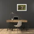 thumbnail image 3 of Jones, Adam 32x23 White Modern Wood Framed Museum Art Print Titled - Roseate spoonbill flying-Merritt Island National Wildlife Refuge-Florida, 3 of 4