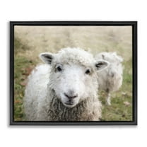 Stupell Industries Close Up Sheep Gaze Animals & Insects Painting Black Floater Framed Canvas Art Print Wall Art, 21 x 17