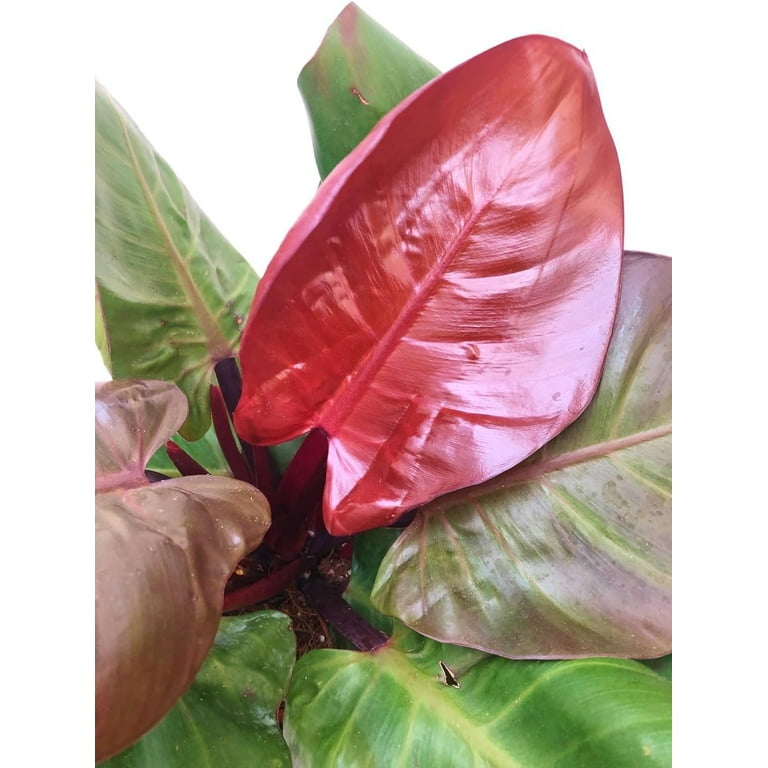 Cherry Red Philodendron - Live Plant in a 4 Inch Pot - Philodendron  Erubescens - Extremely Rare and Beautiful Indoor Houseplant - A Rare  Tropical Masterpiece - Walmart.com
