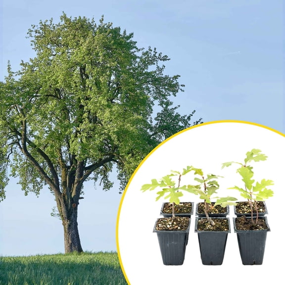6 Gambel Oak Saplings in 3.5 Cubes | Live Native Shrub Oak Tree with Colorful Foliage, Acorns & Dense Branching | Cold-Hardy Plant for Privacy, Shade, Yards & Landscaping (Quercus gambelii)