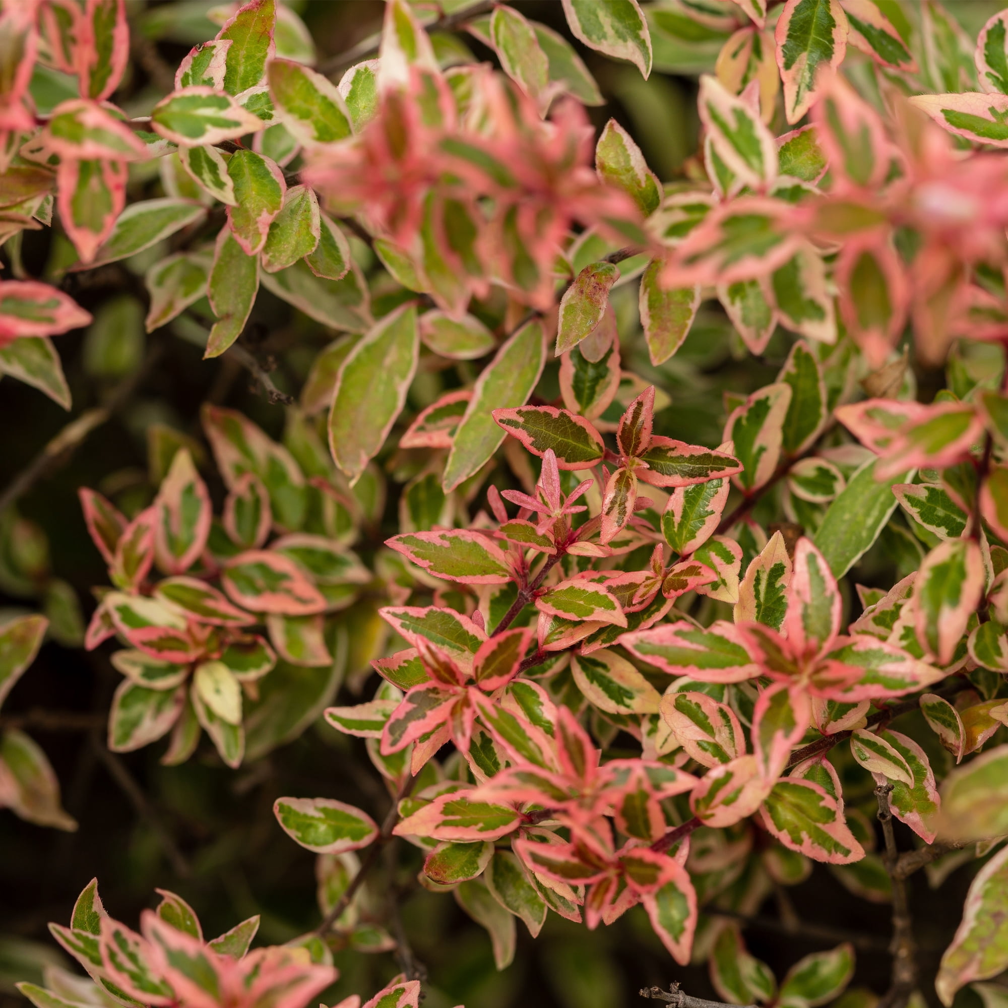 First Editions Abelia Vanilla Brandy Live Plant