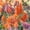 Orange, variant on Fresh Look Plumed Celosia Seeds - 1000 Seeds - Multi Color Mix - Annual Flower Gardening Seeds - Celosia plumosa