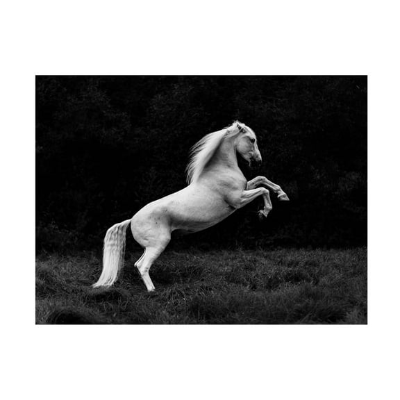 Trademark Fine Art Cembrzynski Ignacy a short story of a blade of grass in a hoof Canvas Wall Art