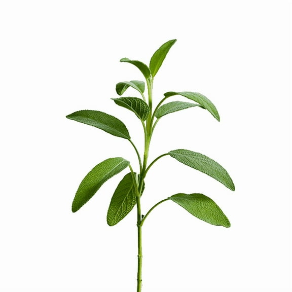 edn SmallGarden Sage SeedPods - 10 Pack