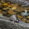 thumbnail image 4 of Turtle Shaped Decorative Dish With Open And Detachable Lid – Natural Garden And Home Accent, 4 of 4