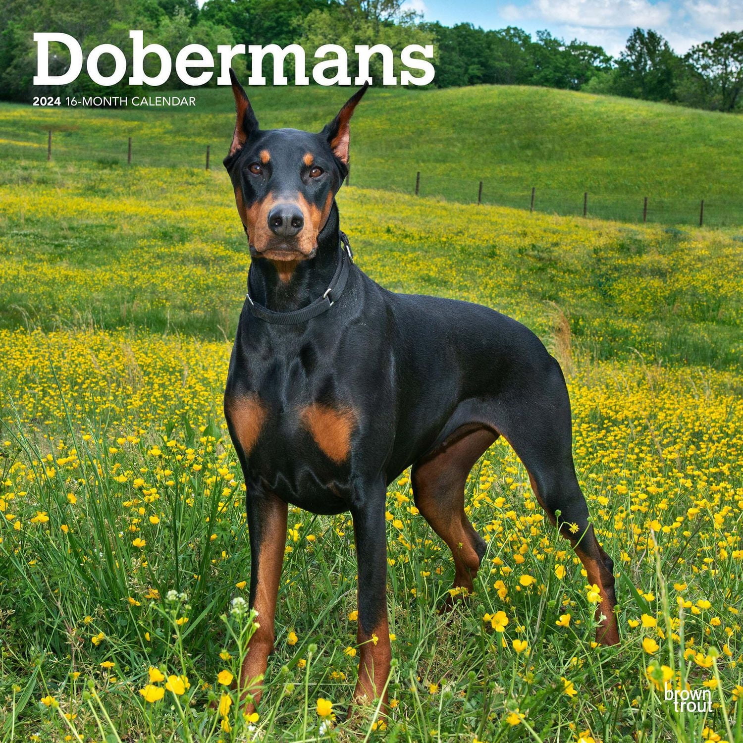 BrownTrout Dobermans 2024 12x24 Inch Square Wall Calendar, 9781975462581