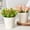 White, variant on Danhjin Plants Pots for Indoor Plants, 0.4L Thickened Flat Mouth Flower Pot for Home and Garden Decor