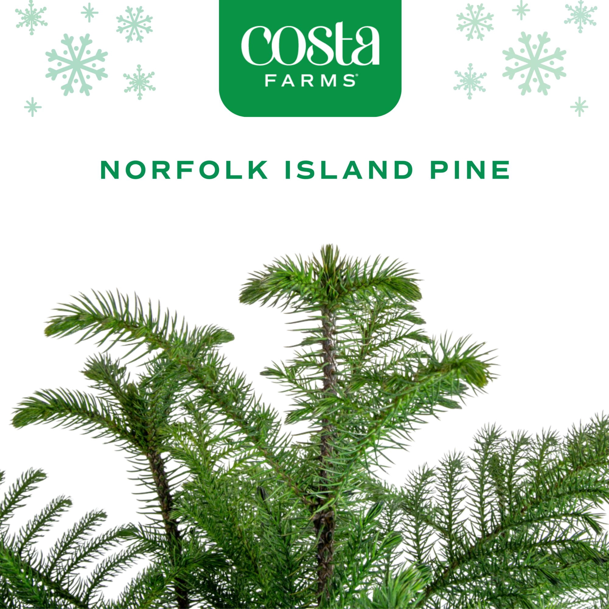 Costa Farms 18" Tall Christmas Tree Bright Direct Sunlight, Indoor Live House Plants, Holiday Cover