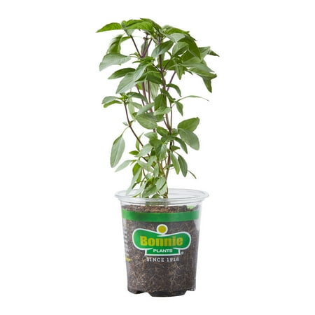 Bonnie Plants Thai Basil Live Plants