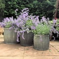 thumbnail image 2 of French Country Style Belly Bucket Planters, Set of 3, Galvanized Metal , Corrugated Cache Pots, Rustic Wash Basin, From Over 1 Ft Diameter (17 - 12 Inches), 2 of 7