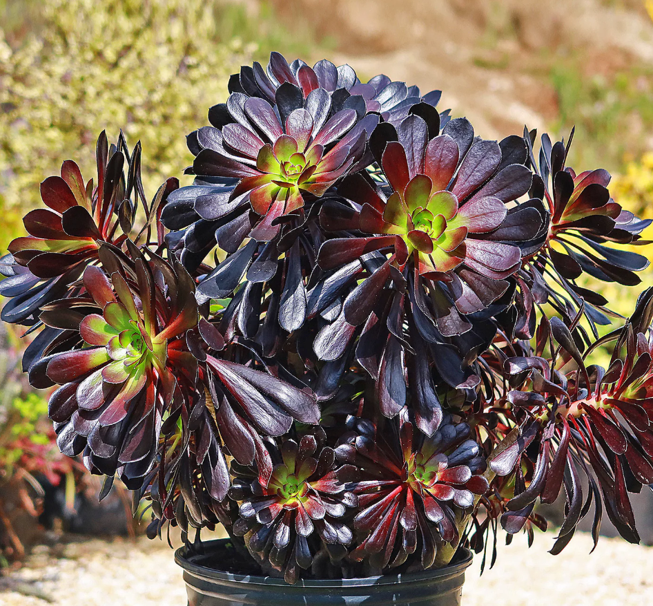 Black Rose Aeonium Succulents Plant Live, Aeonium Plant, House Plant Live Indoor Outdoor, 2 Inc Potted